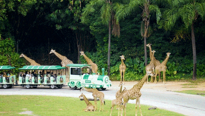 4萬公里 ，100%出勤率！宇通觀光車助力長隆打造沉浸式生態(tài)之旅